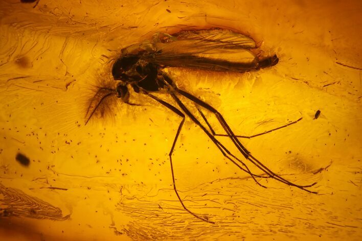 Detailed Fossil Fly (Chironomidae) In Baltic Amber #200165